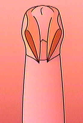 Cut 2.jpg (9 KB)